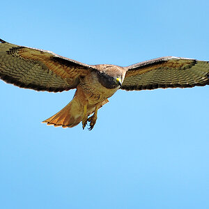DSC 9130 Red Tailed Hawk 1000