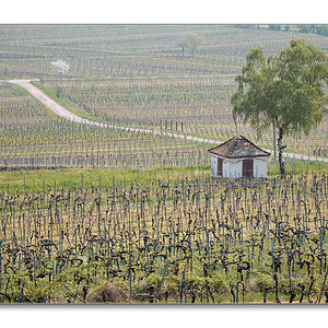 NFF Pfalz2014 Weinberge1