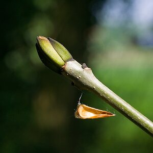 20140425 0996 [NIKON 1 V3] 40 mm,1 250 Sek. bei ƒ   6,3