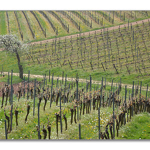 NFF Pfalz2014 Weinberge2