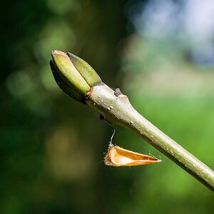 20140425 0996 [NIKON 1 V3] 40 mm,1 250 Sek. bei ƒ   6,3 2