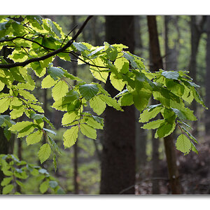 NFF Pfalz2014 Wald3