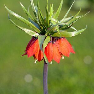 Kaiserkron-Schachblume