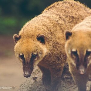 Nasenbären im Duisburger Zoo