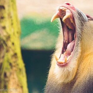 Mandrill in Drohpose