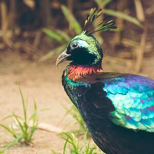 Bunter Vogel