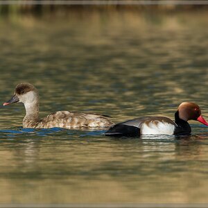 20140425 8079 [NIKON D7100] 850 mm,1 640 Sek. bei ƒ   8,0