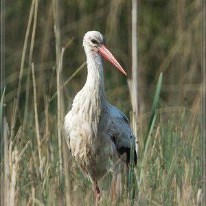 20140425 8220 [NIKON D7100] 850 mm,1 800 Sek. bei ƒ   8,0