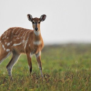 s382 junge Sitatunga bei Sette Cama am Strand 9104