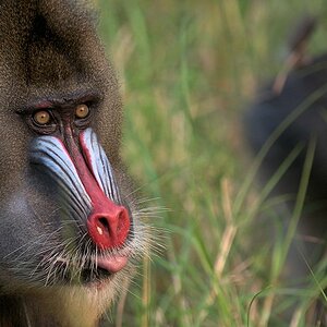 s970 Mandrill im Park Lekedi 1099  1