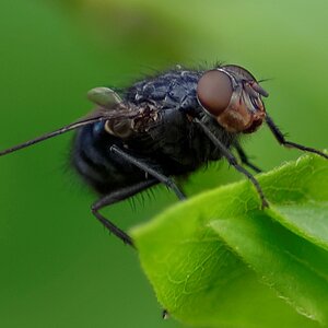 Fliege