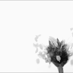 VogDSC 0023