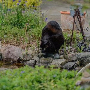 Nachbars Katze, 70-200 VRII + 2 fach Konverter