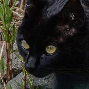 Crop von Nachbars Katze, 70-200 VRII + 2 fach Konverter