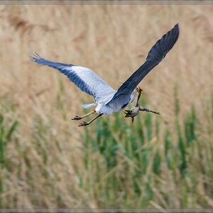 20140426 8367 [NIKON D7100] 850 mm,1 250 Sek. bei ƒ   8,0
