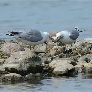 aacomp nabuwedel 20140501 2180