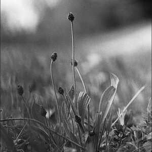 60800f4kodak400txswr