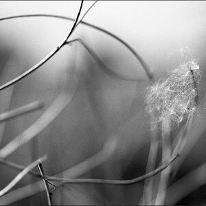 87800kodaktx400swr