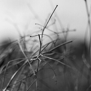 88800f4kodak400txsw2r