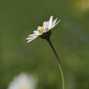 Gaensebluemchen DSC9552