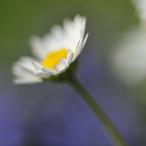 Gaensebluemchen DSC9553