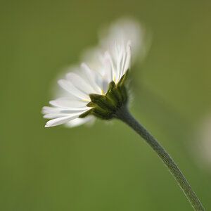 Gaensebluemchen DSC9558