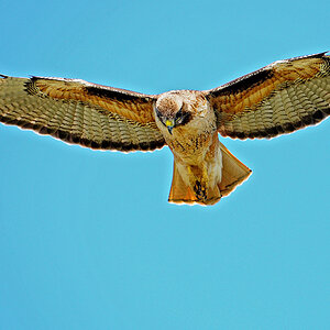 DSC 9164 Red Tailed Hawk 1000