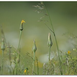 MNE 1238, 20140523
D700 Ai 300mm/f4,5