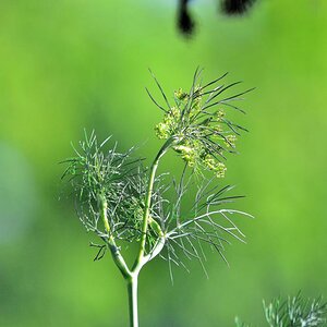 Dill