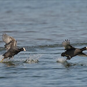 aacomp nabuwedel 20140501 0764