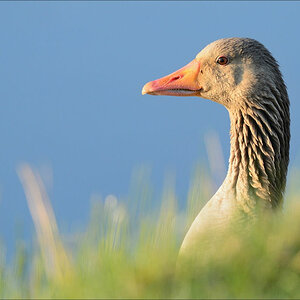 aacomp nordfriesland 20140503 0042