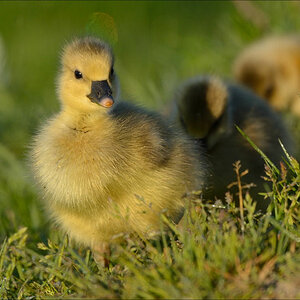 aacomp nordfriesland 20140503 0067