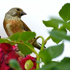 Bluthänfling 2014 07604