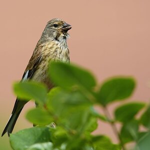 Bluthänfling 2014 07612