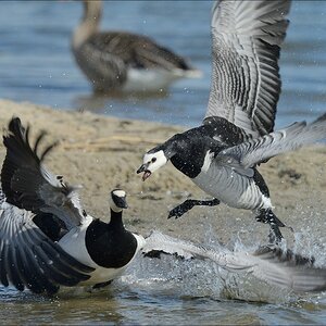 aacomp nordfriesland 20140503 0518