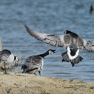 aacomp nordfriesland 20140503 0634