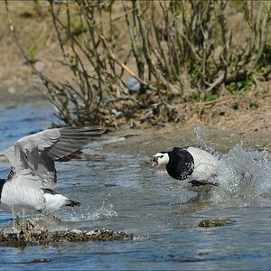 aacomp nordfriesland 20140503 0737
