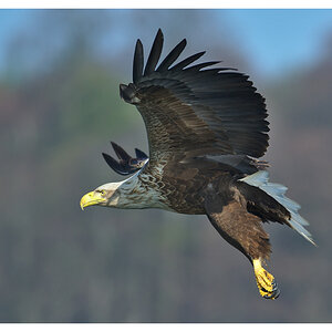 Seeadler 02