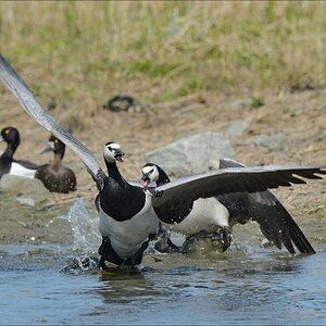 aacomp nordfriesland 20140503 1187