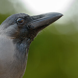 kraehe
krähe
grau
vogel
portrait
crow