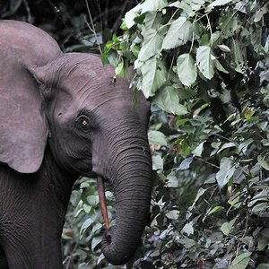 s165 Elefant 6707