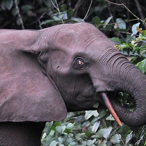 s165 Elefant 6708
