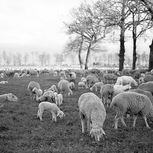 177f3kodakbw400cn