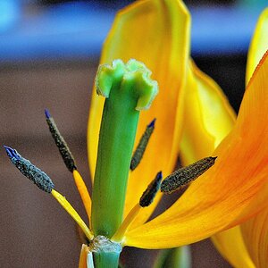 Tulpe