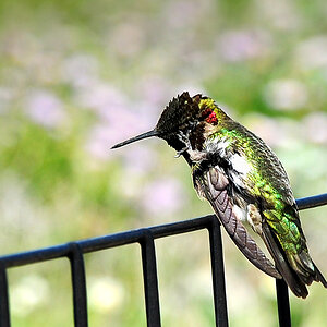 DSC 9347 Kolibri 1000