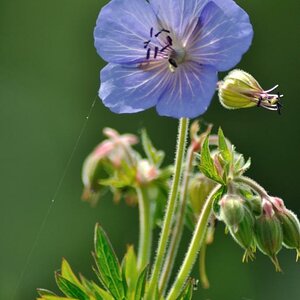 Blumen  095 1024