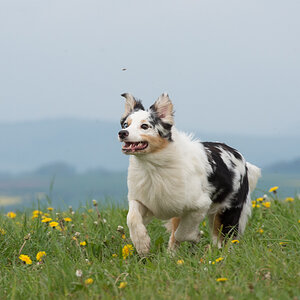 schatz3