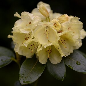 Alpenrose