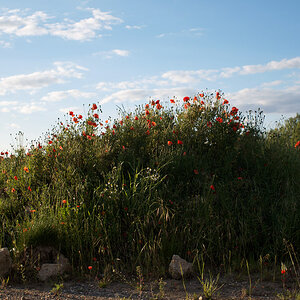 1281024mohn