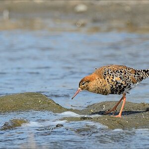 aacomp nordfriesland 20140503 1094